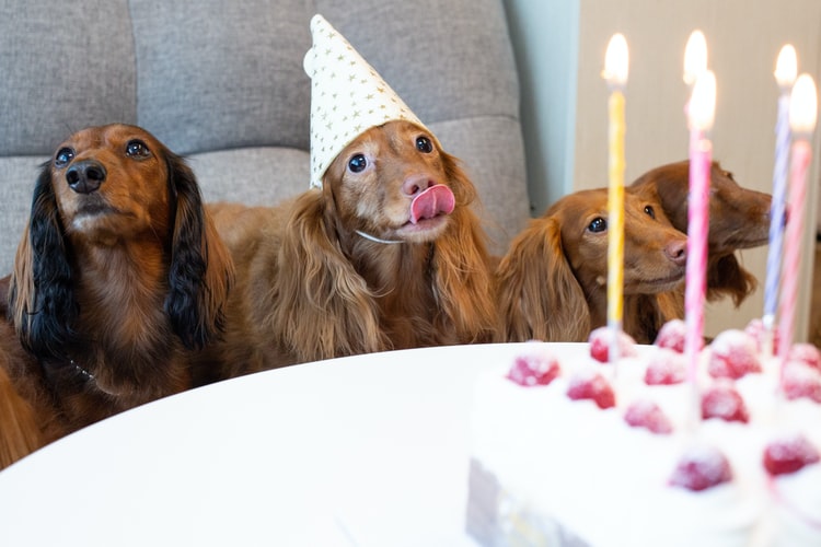 5 Tips To Host The Ultimate Doggie Birthday Party At Home
