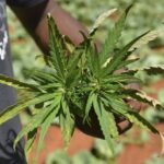 Jamaica Faces Marijuana Shortage As Farmers Struggle With Lack Of Rain