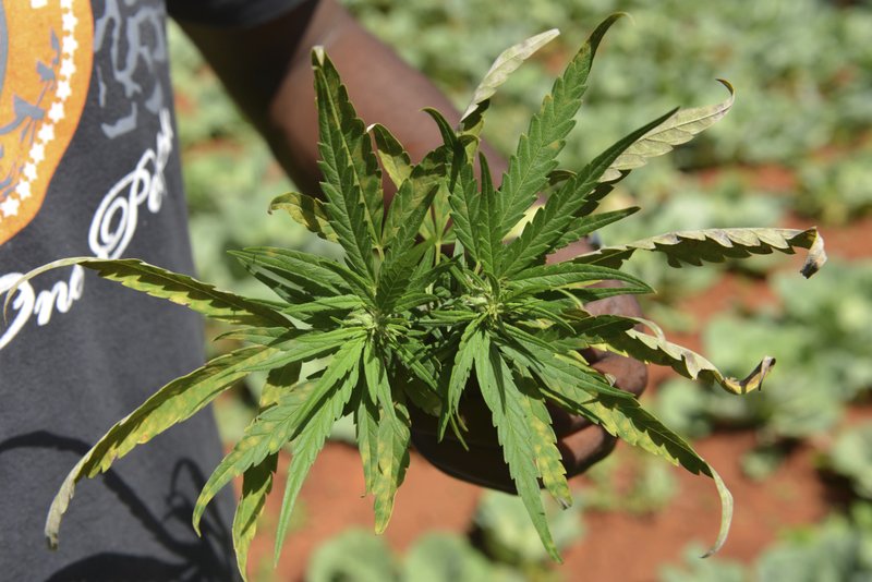 Jamaica Faces Marijuana Shortage As Farmers Struggle With Lack Of Rain