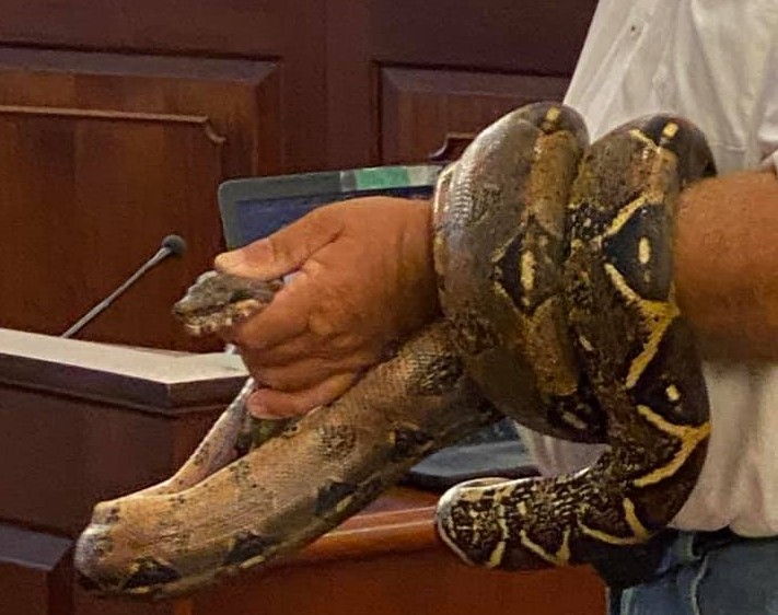 SNAKES OF ST. CROIX! What To Do About Exotic Pets Once They Are Loosed Into Our Neighborhoods