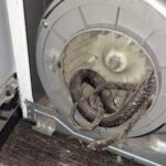 Florida Family Finds Dead Snake Inside Their Clothes Dryer