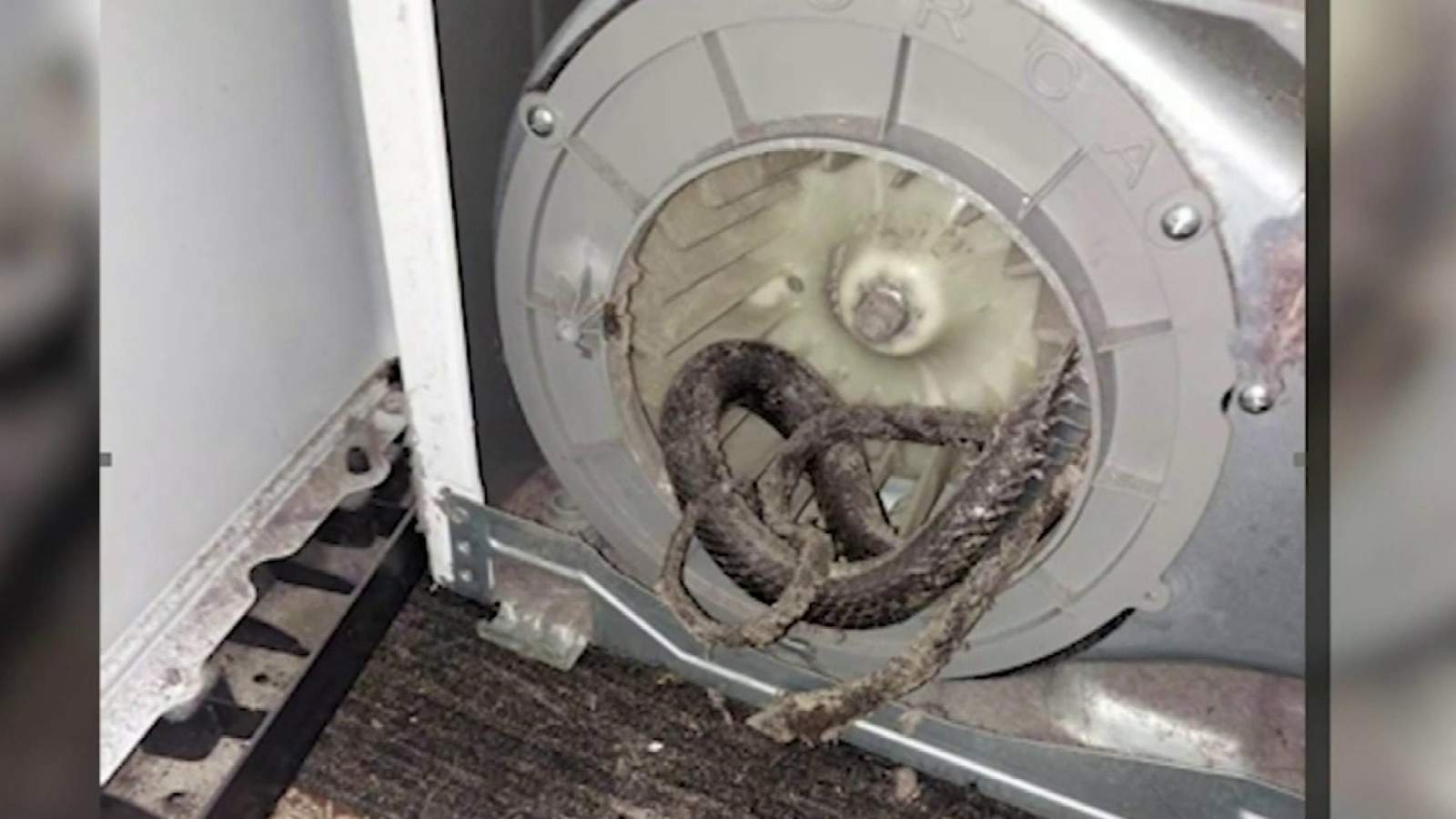 Florida Family Finds Dead Snake Inside Their Clothes Dryer