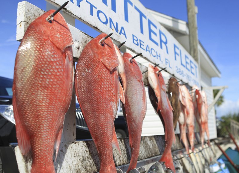 3 Times As Many Red Snapper Doesn’t Necessarily Mean Tripled Quotas