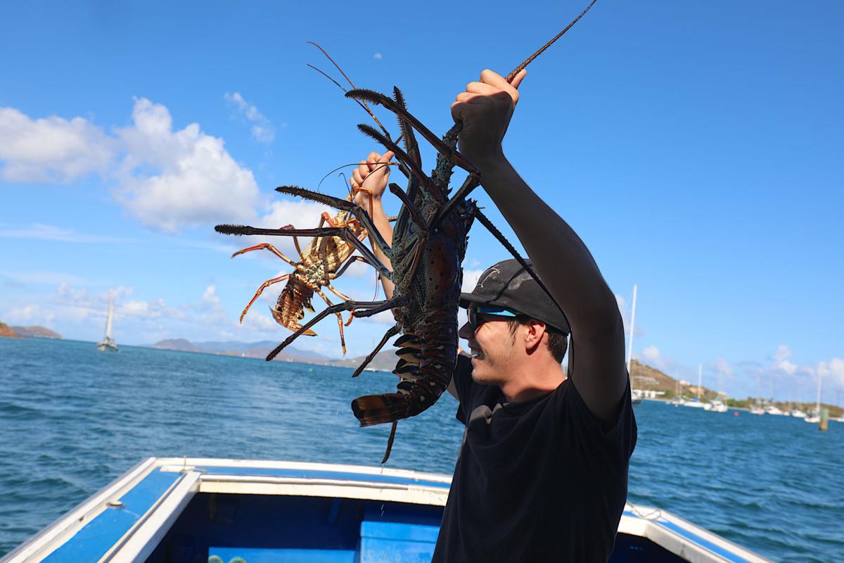 A Day In The Life Of A St. Thomas Lobsterman