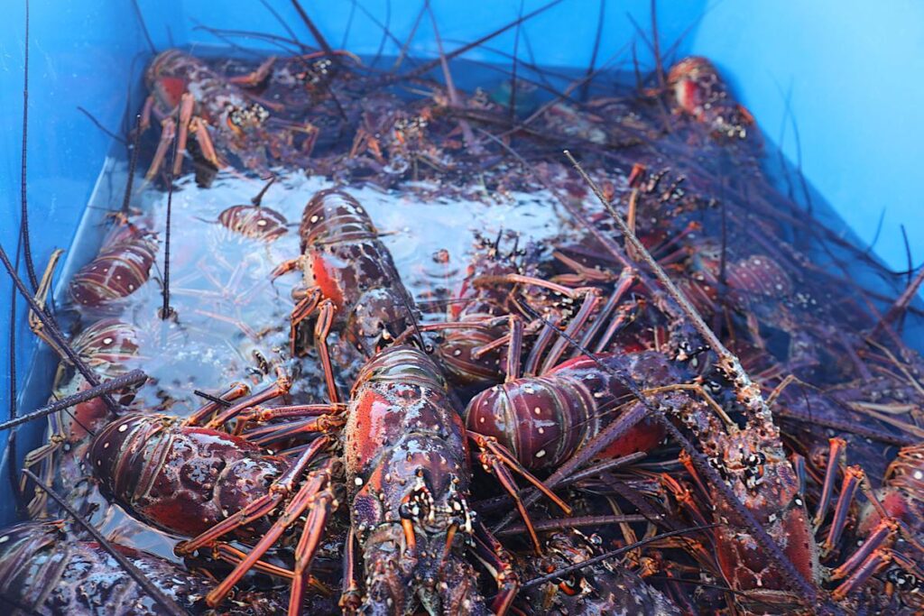 A Day In The Life Of A St. Thomas Lobsterman