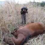 Police Ask For Help Identifying Suspects After Horse Stabbed To Death At Easter