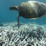 Climate Change Is Devastating Marine Life As The World’s Oceans Warm: Report