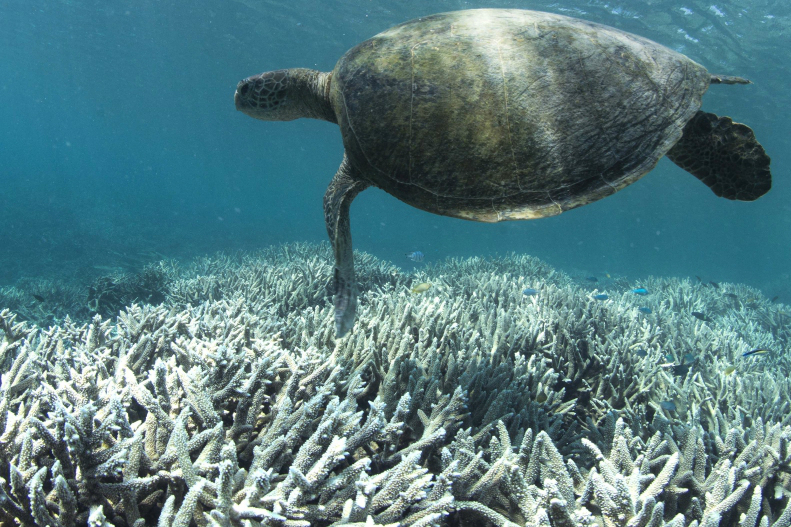 Climate Change Is Devastating Marine Life As The World’s Oceans Warm: Report