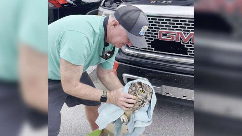 Traveling Owl: Man Drives Hours With Bird Stuck In Truck’s Grille