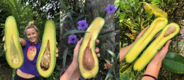 HOLY GUACAMOLE! People Just Want To Get Their Hands On Long Neck Avocados