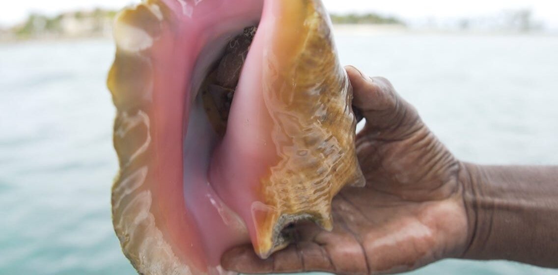 Queen Conch Fishing Season Ends Today In The U.S. Virgin Islands: DPNR
