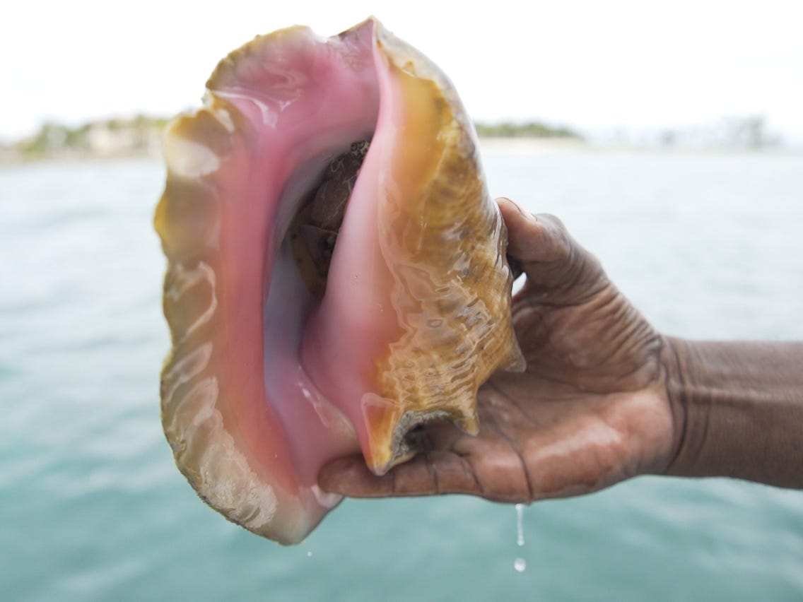 Queen Conch Fishing Season Ends Today In The U.S. Virgin Islands: DPNR