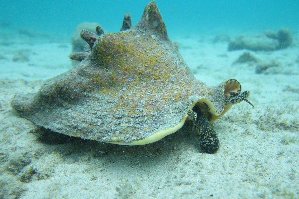 Conch Season Might Be Over In The USVI, But Keeping It Sustainable Is A Daily Job