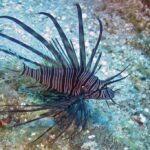 Threatened Caribbean Coral Reefs Get A New Ally: Insurance