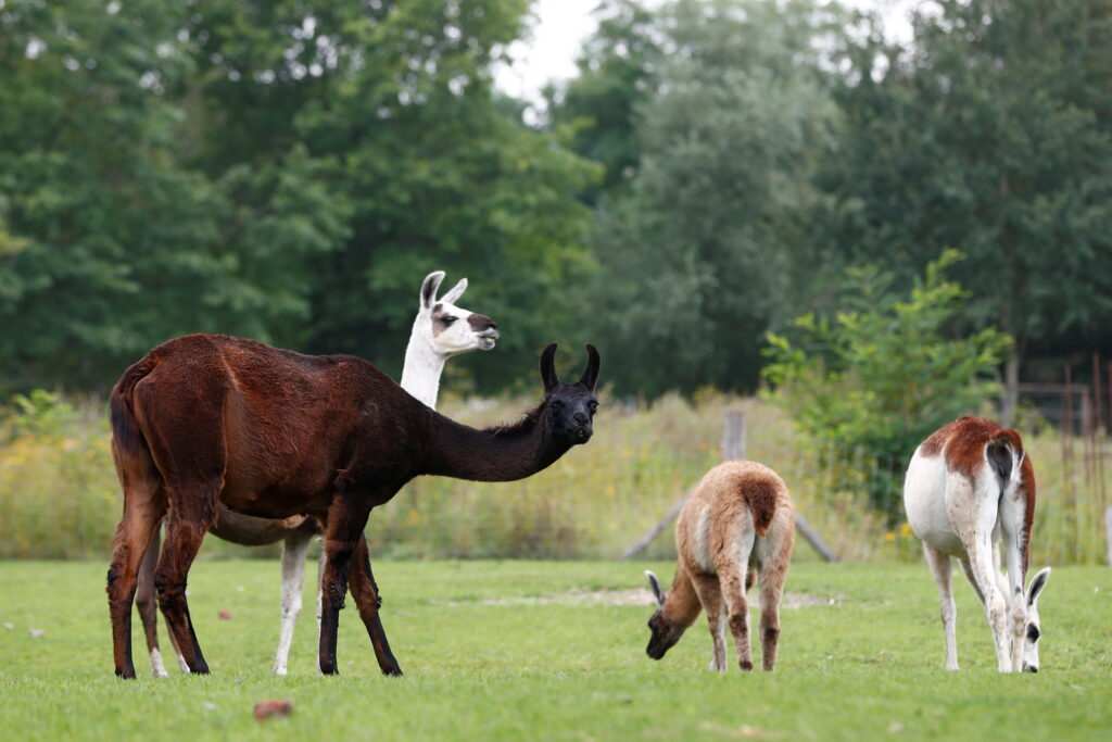 Llama Antibodies Might Be 'Game Changer' In Fight Against COVID-19, Belgians Say