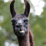 Llama Antibodies Might Be ‘Game Changer’ In Fight Against COVID-19, Belgians Say