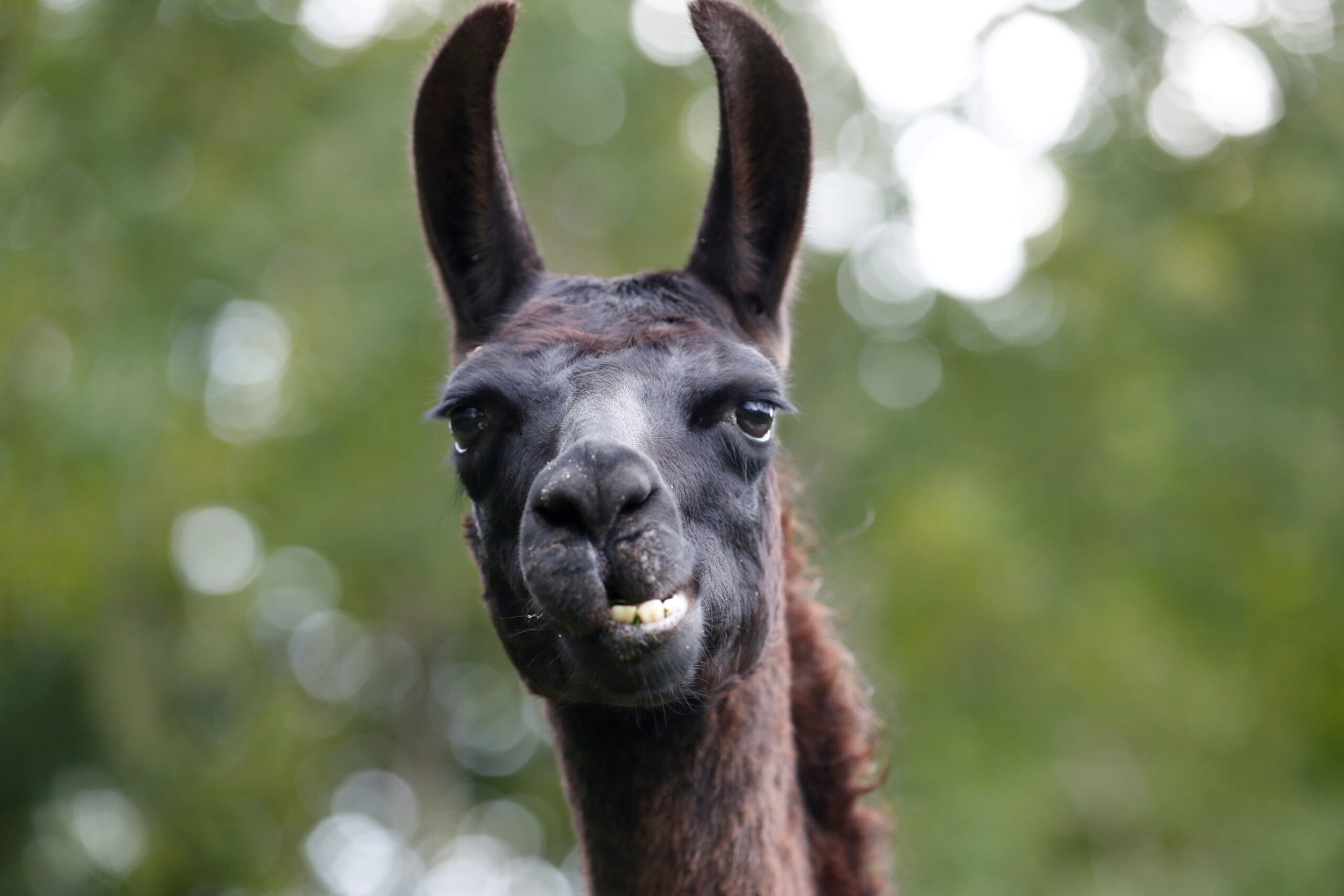 Llama Antibodies Might Be 'Game Changer' In Fight Against COVID-19, Belgians Say