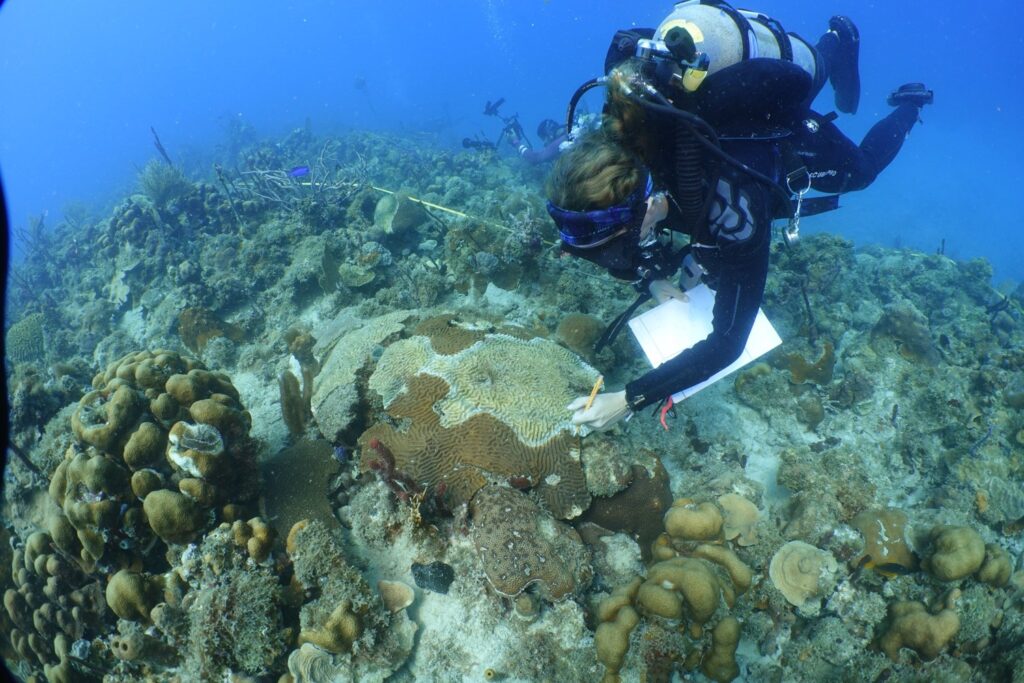 UVI Gets $2.5 Million NSF Grant To Study Stony Coral Tissue Loss Disease
