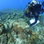 UVI Gets $2.5 Million NSF Grant To Study Stony Coral Tissue Loss Disease
