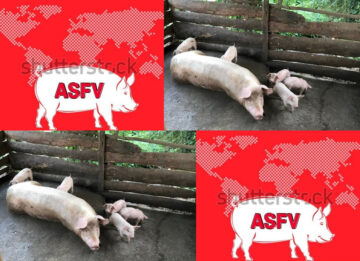 USDA Monitoring Outbreak Of African Swine Fever In The Dominican Republic
