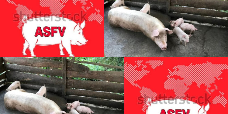 USDA Monitoring Outbreak Of African Swine Fever In The Dominican Republic
