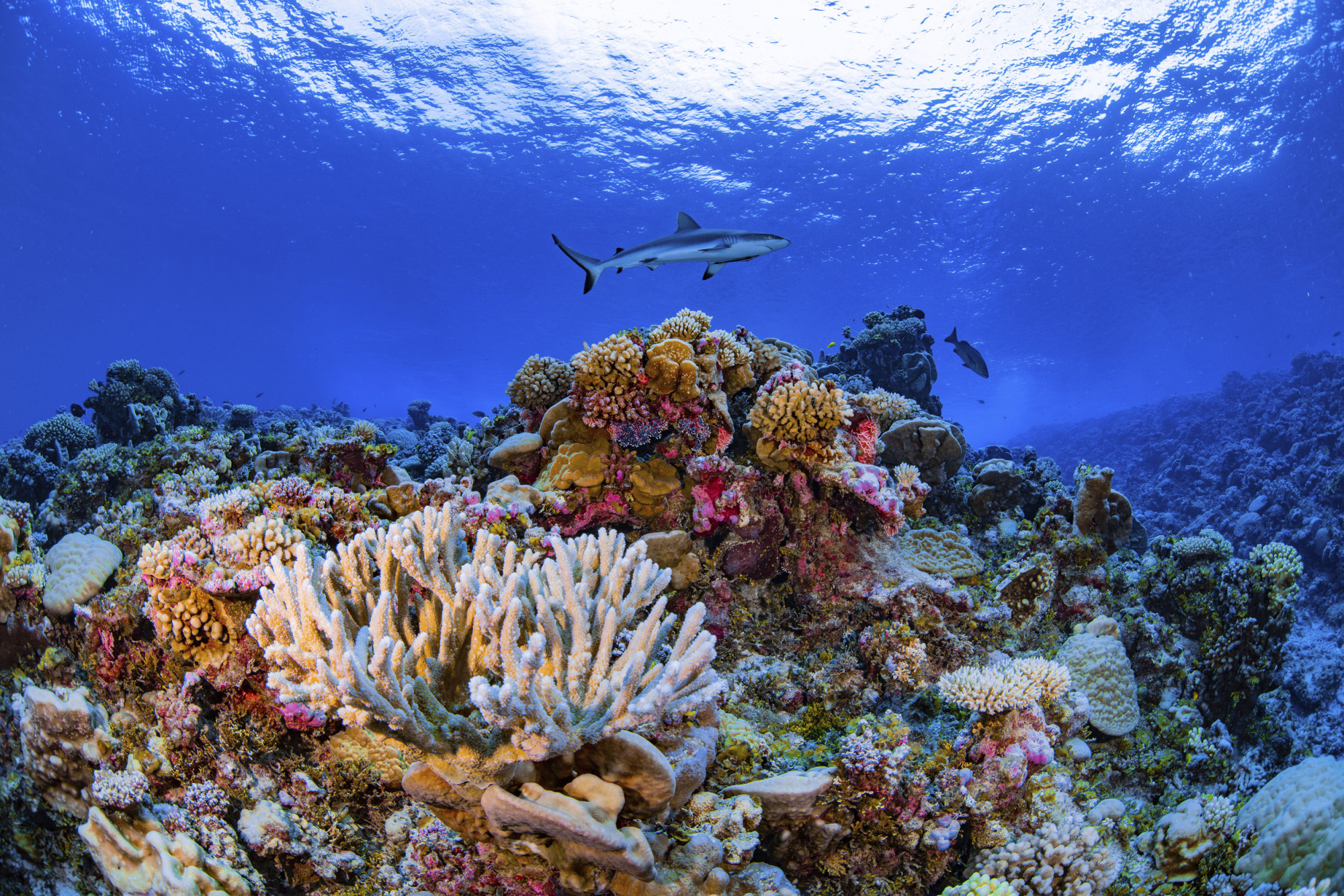 MAP QUEST: Researchers Complete First-Ever Detailed Map of Global Coral
