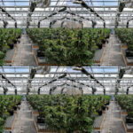 Child Abuse Complaint In Anna’s Hope Leads Cops To Marijuana Grow House