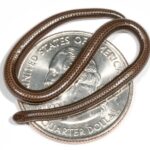 World’s Smallest Snake, Tasty Frogs, The Caribbean Has Some Weird, Weird Wildlife