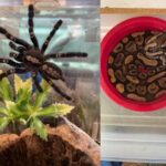 New England Landlord Finds 19 Tarantulas, One Python Left Behind By Tenant