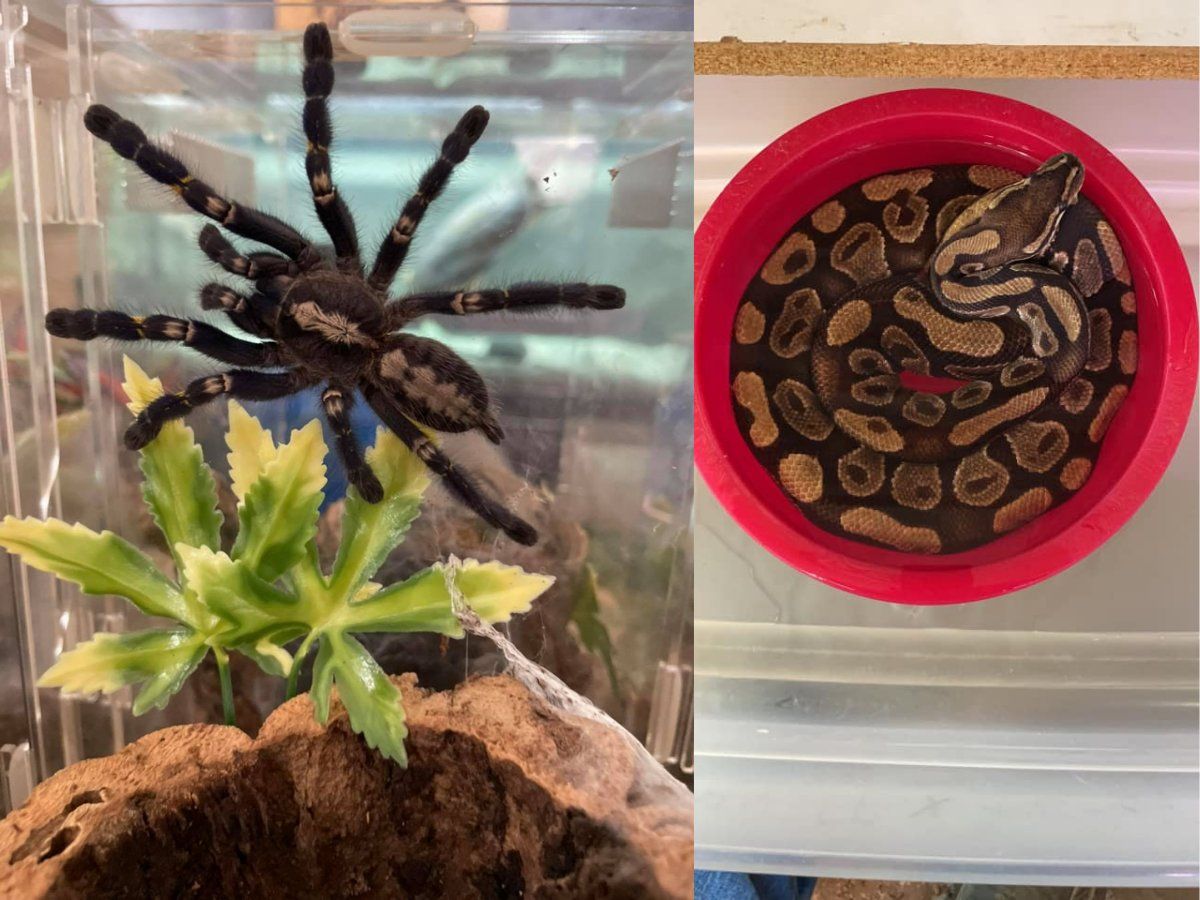 New England Landlord Finds 19 Tarantulas, One Python Left Behind By Tenant