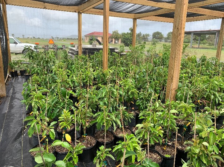 UVI’s CGTC and CFVI Donate More Than 850 Fruit Trees Territory-Wide