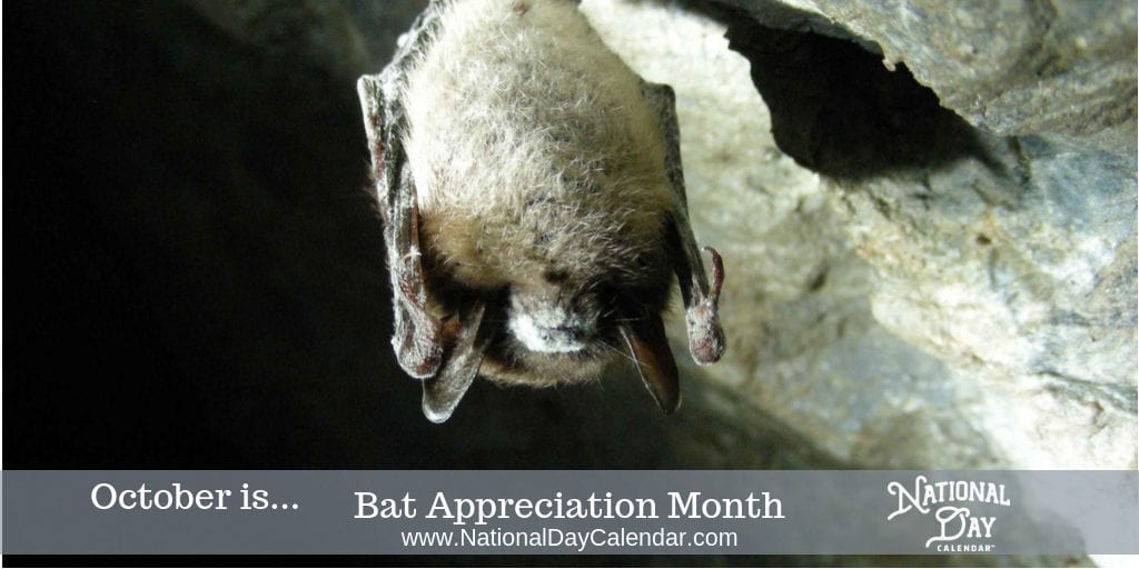 DPNR Asks For Awareness During Bat Appreciation Month Of October