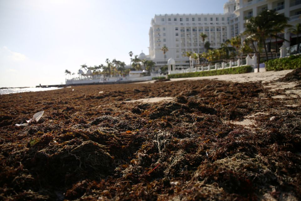 Besieged By Seaweed, Caribbean Scrambles To Sell The Stuff
