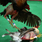 U.S. Supreme Court Leaves in Place USVI, Puerto Rico Cockfighting Ban