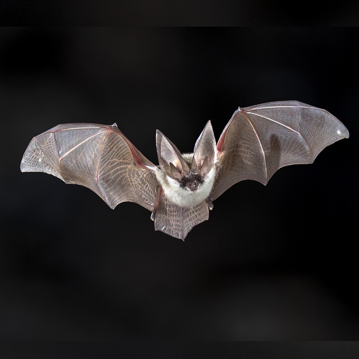 DPNR Asks For Awareness During Bat Appreciation Month Of October
