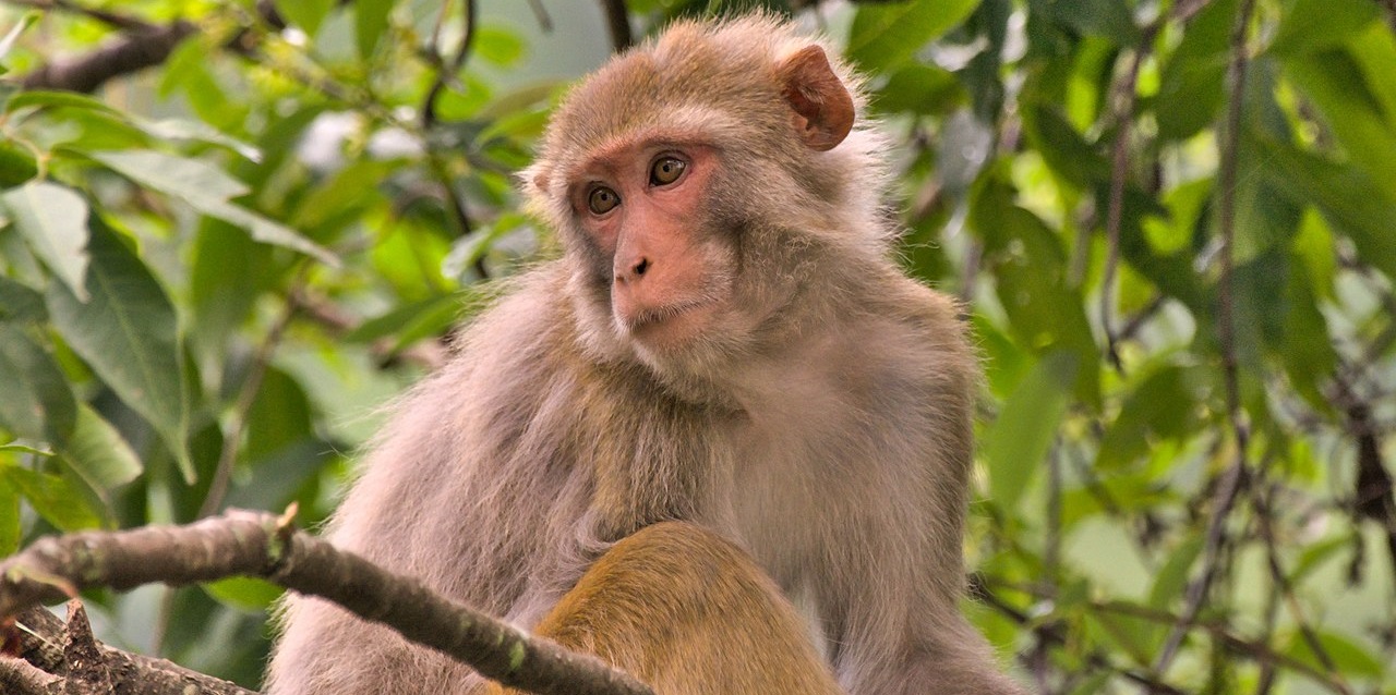 Errant Rhesus Macaque Monkey Captivates Crowd In Puerto Rico Neighborhood