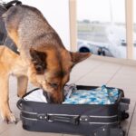 St. Thomas Man With 7.7 Pounds Of Marijuana On Flight Gets Probation