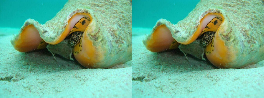Queen Conch Season Re-Opened In The Territory On Monday: DPNR