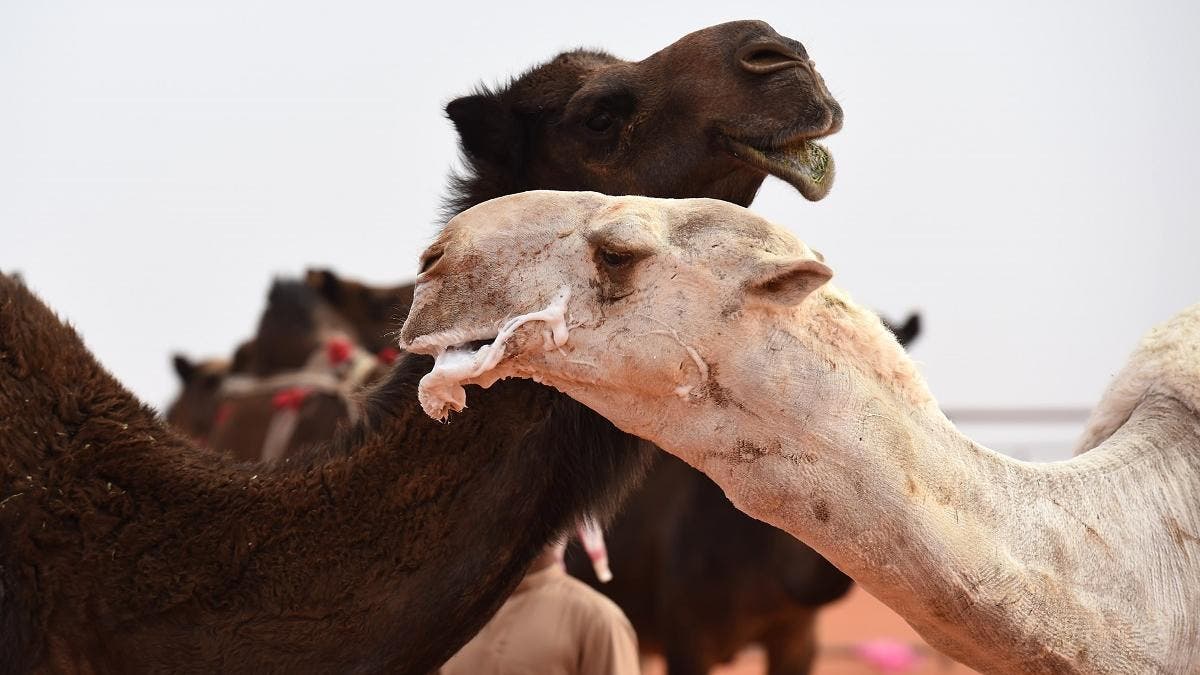 CAMEL D'OH! Dozens of Camels Barred From Saudi Beauty Contest Over Botox