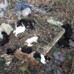 Brutes Sacrifice 5 Dogs Near Sunny Isle On Christmas Eve Day: VIPD
