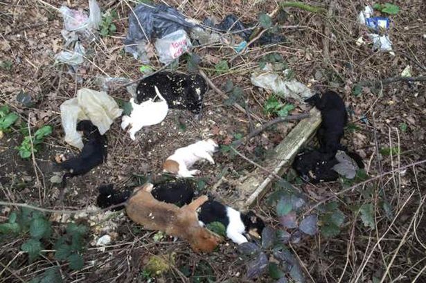 Brutes Sacrifice 5 Dogs Near Sunny Isle On Christmas Eve Day: VIPD