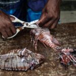 Invasive Species Lionfish Continues To Terrorize Venezuela