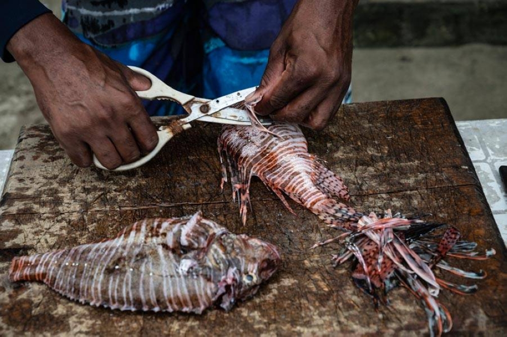 Invasive Species Lionfish Continues To Terrorize Venezuela