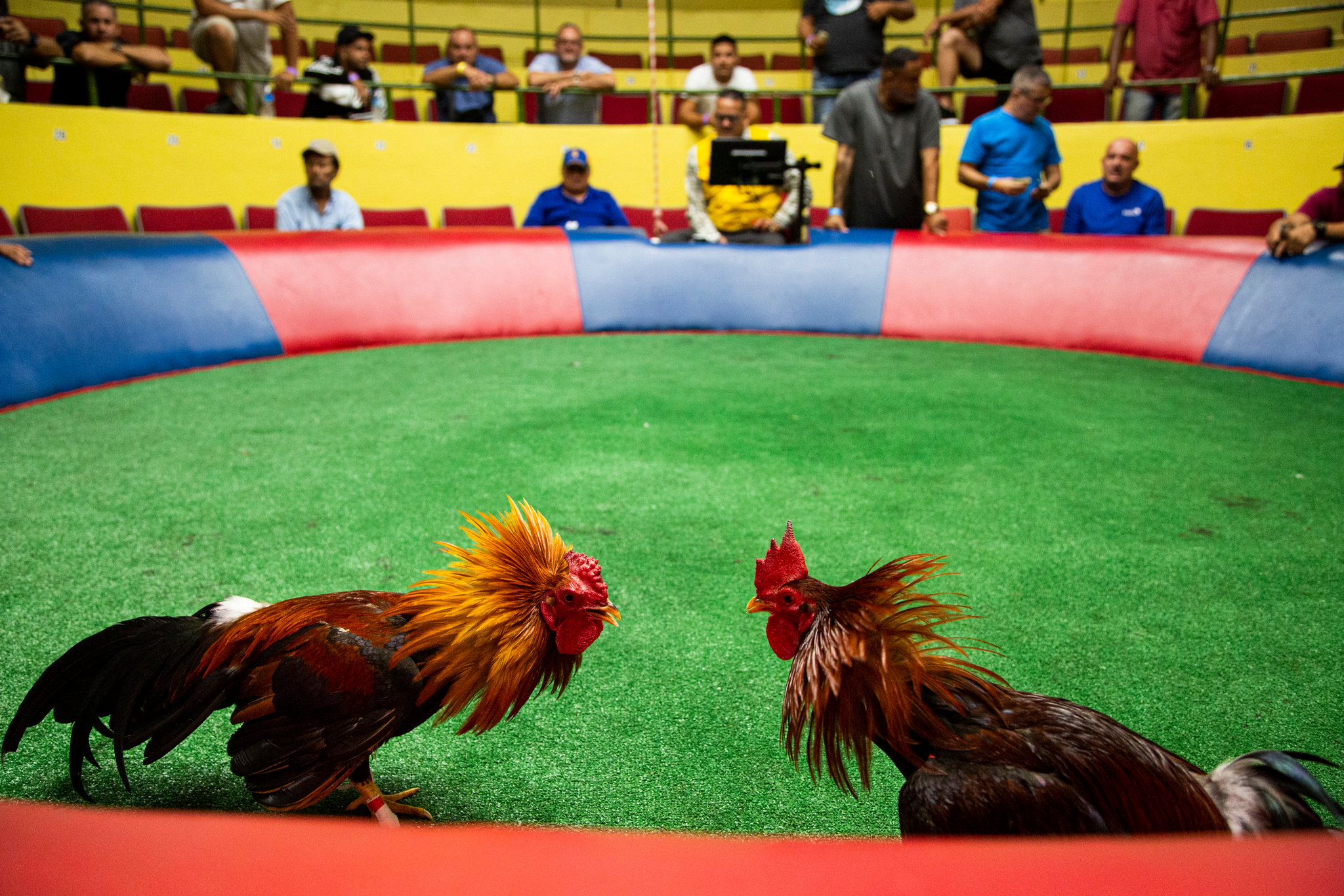 41 People Arrested At Illegal Cock-Fighting Event In Puerto Rico