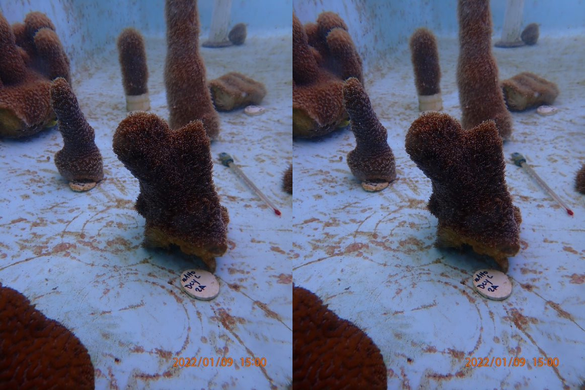 Coral World Ocean and Reef Initiative Works With NPS To Support Coral Restoration