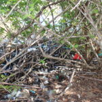 UVI To Celebrate Earth Day With Mangrove Cleanup On St. Thomas