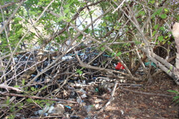 UVI To Celebrate Earth Day With Mangrove Cleanup On St. Thomas