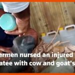Cuban Fishermen Nurse Injured Baby Manatee With Cow and Goat’s Milk