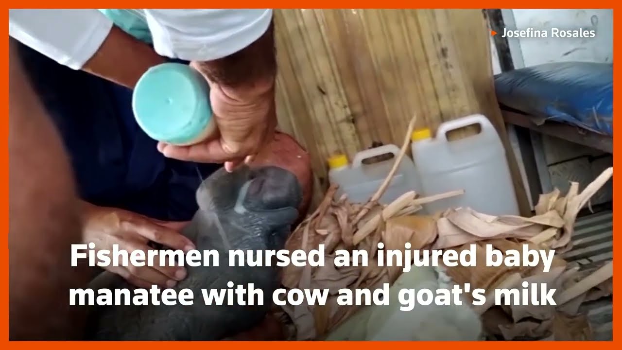 Cuban Fishermen Nurse Injured Baby Manatee With Cow and Goat's Milk