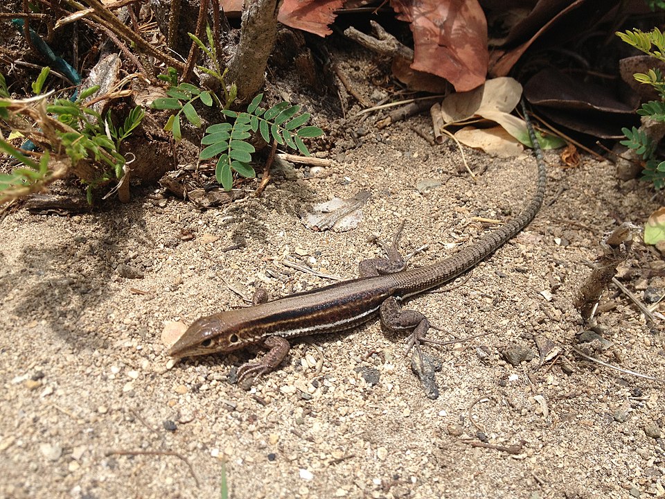 DPNR Reintroduces Ground Lizard To St. Croix After 50 Years On Offshore Islands